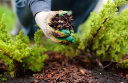 mulch_top_up_1